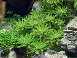 Wasserreinigende Aquarienpflanzen Set